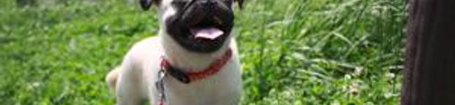 パグの飼い主's header image