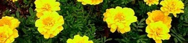yuri839225's header image