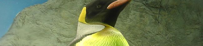 まよペンギン's header image