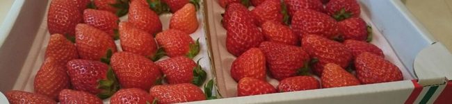 shiho5055's header image