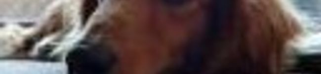 cafelucia's header image