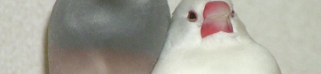 suzune555's header image