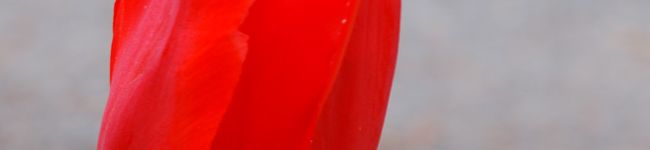 shante2's header image