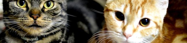 kichicoron's header image