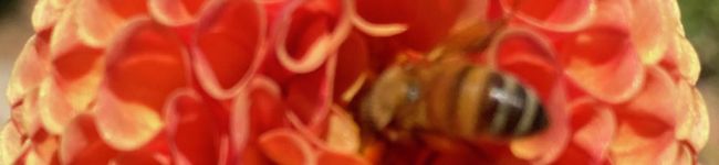 kacopooh's header image