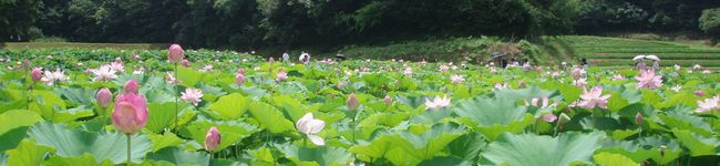 隠岐あらめ's header image
