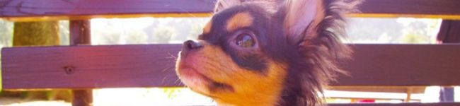 utaukuma's header image