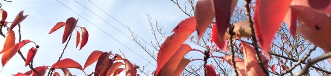 マモト屋's header image
