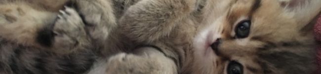 えりっく♪'s header image