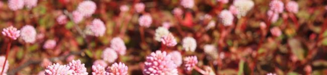 marble35's header image