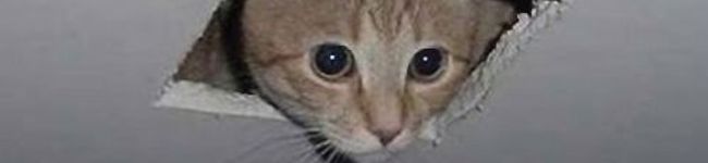 tingorou's header image