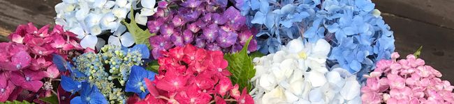 さくみのぽん's header image