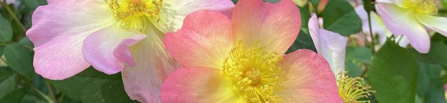 Azutasu's header image