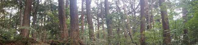sacoママ's header image