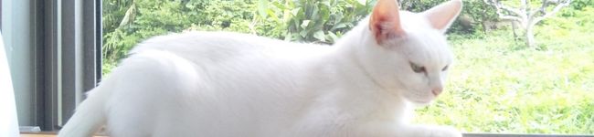 きじとしろ's header image