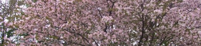 yuki0503's header image