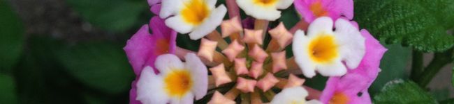 ハナコg's header image