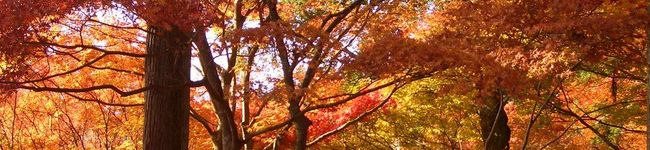 キャンン's header image