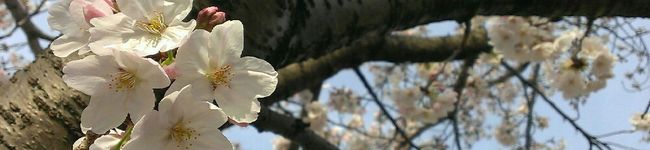 やましょー♪'s header image