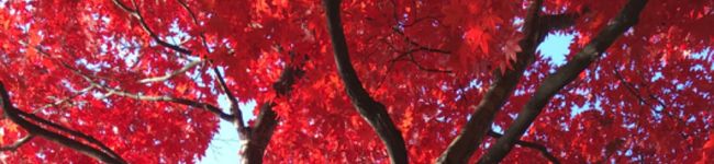 pikopico's header image