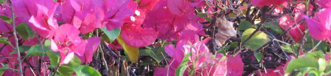 HHAK's header image