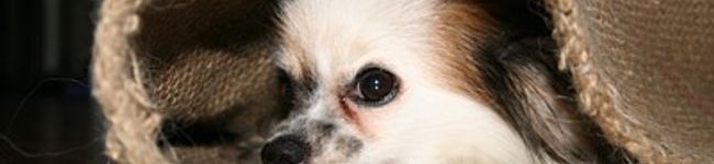 八頭身's header image