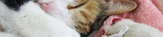 sepiacat's header image