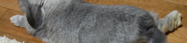 fpm's header image