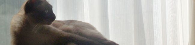 まろんママ's header image