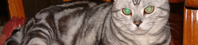 adk's header image