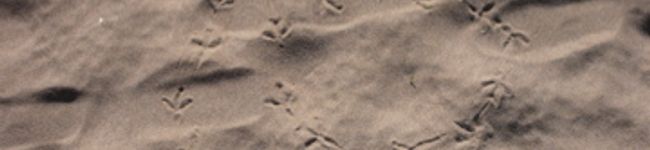 toccian's header image