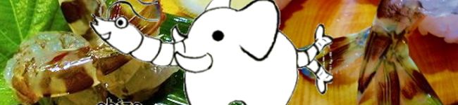 えび象's header image