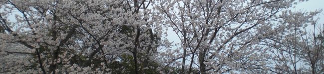 riopanda's header image