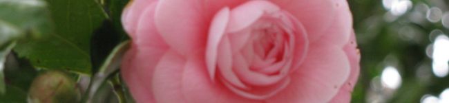 OCkitchen's header image