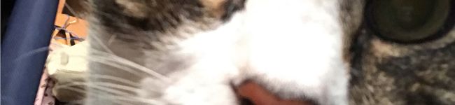 blackcatxiii2002's header image
