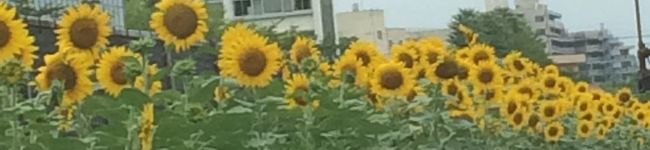 yum77's header image