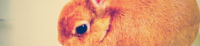 Mizuki's header image