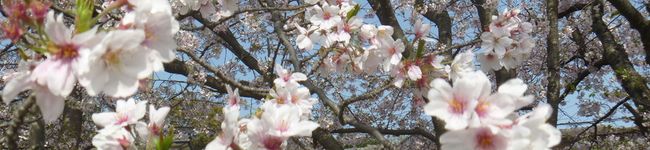 tami5555's header image