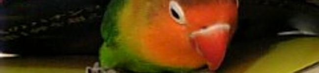 Mommy's header image