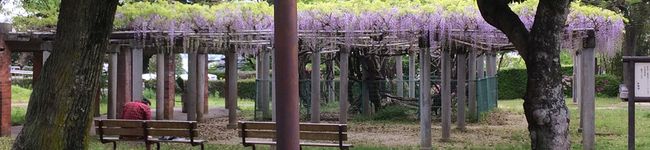 こづえちゃん's header image