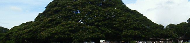 rashimoko's header image