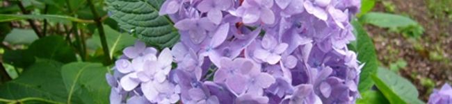 kikaku0320's header image