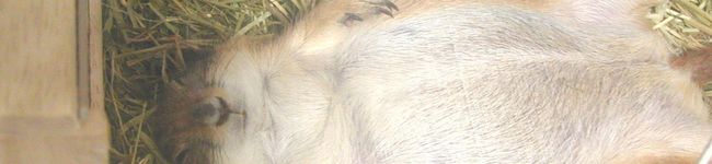 さらにや's header image