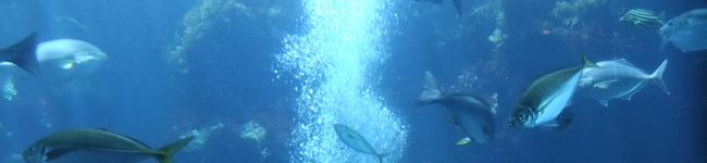 cotoroi's header image