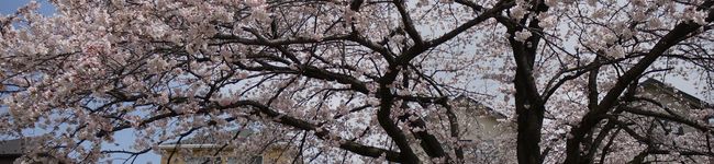 るるるのるー's header image