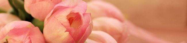 カフェドチワワ♡'s header image