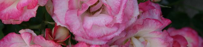 iceci's header image