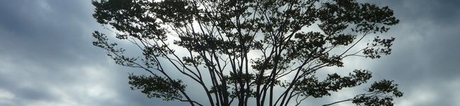 pasepon's header image