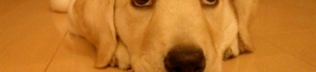caprico's header image