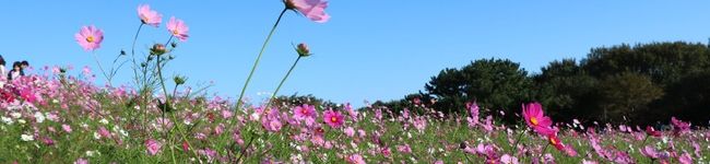mippen＊♪'s header image
